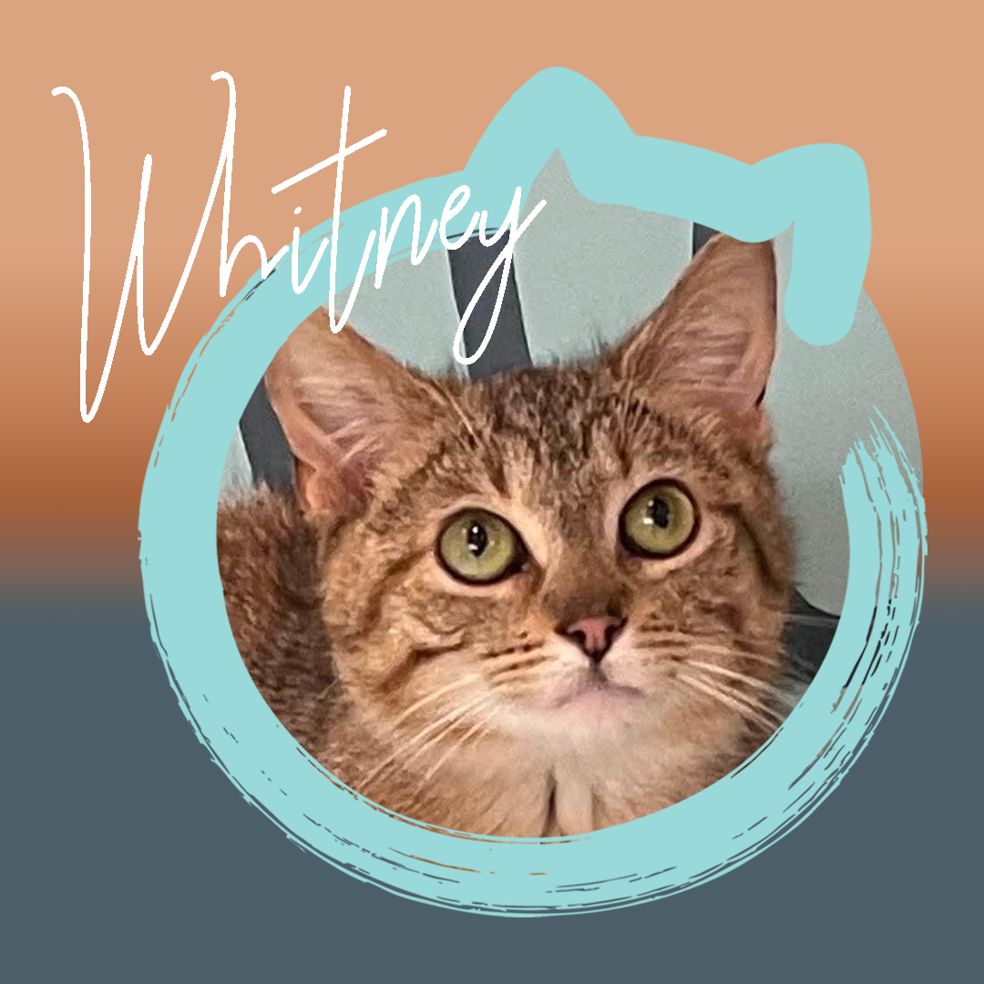 Whitney — photo 1