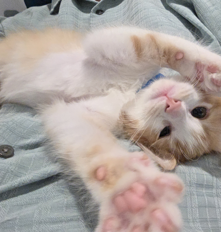 did one of our kittens steal your heart?