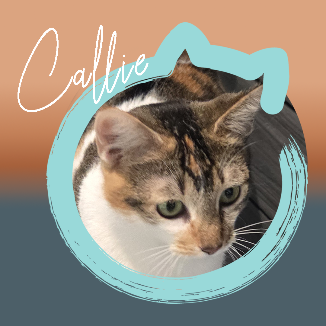 Callie — photo 1