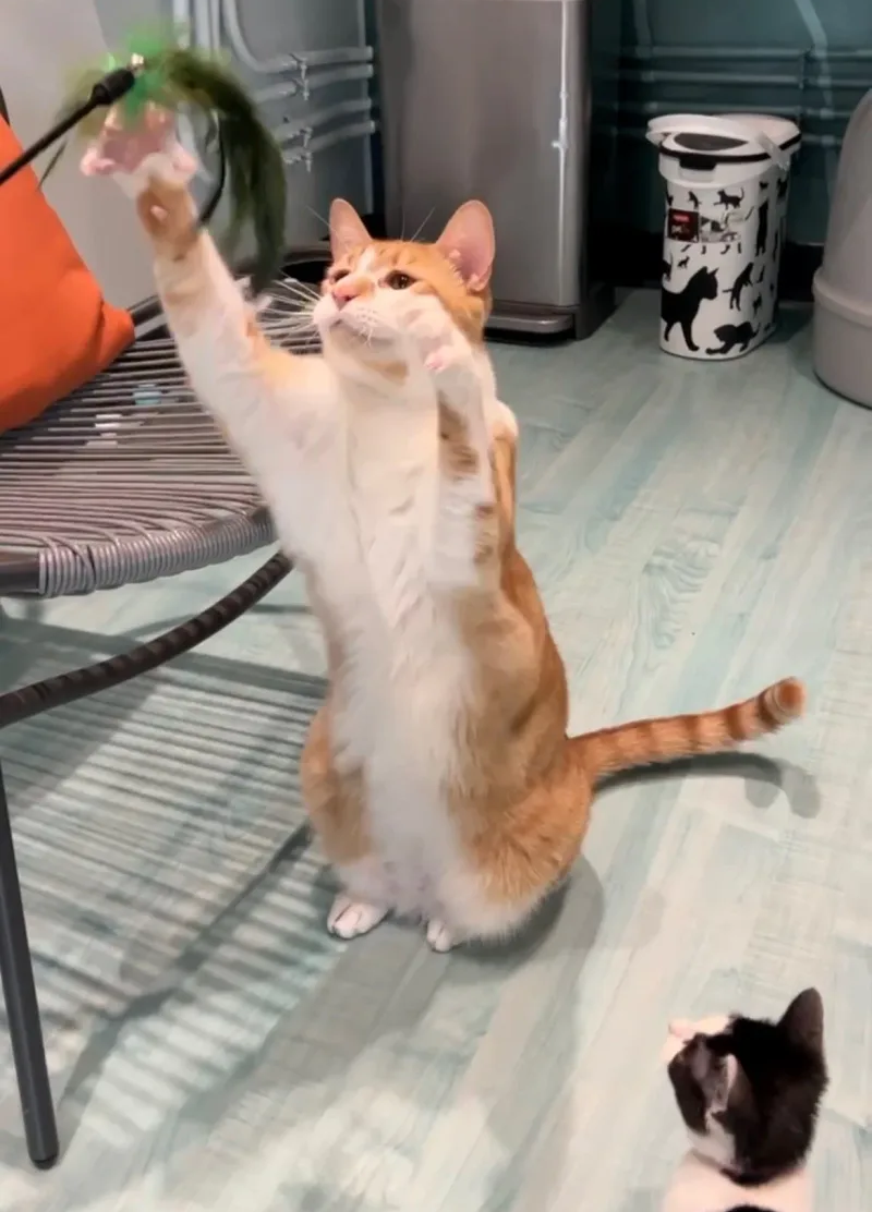 why kittens?
