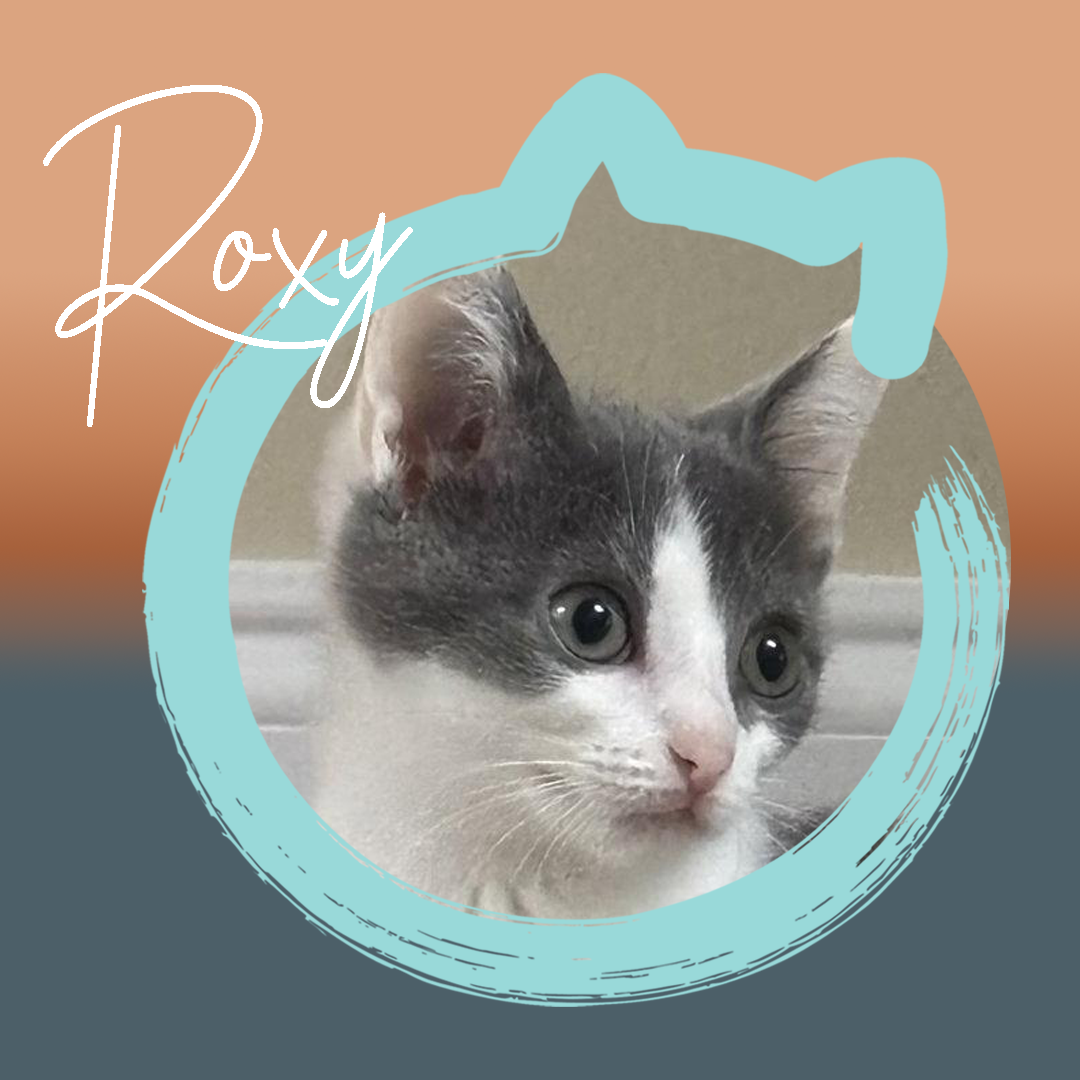 Roxy — photo 1